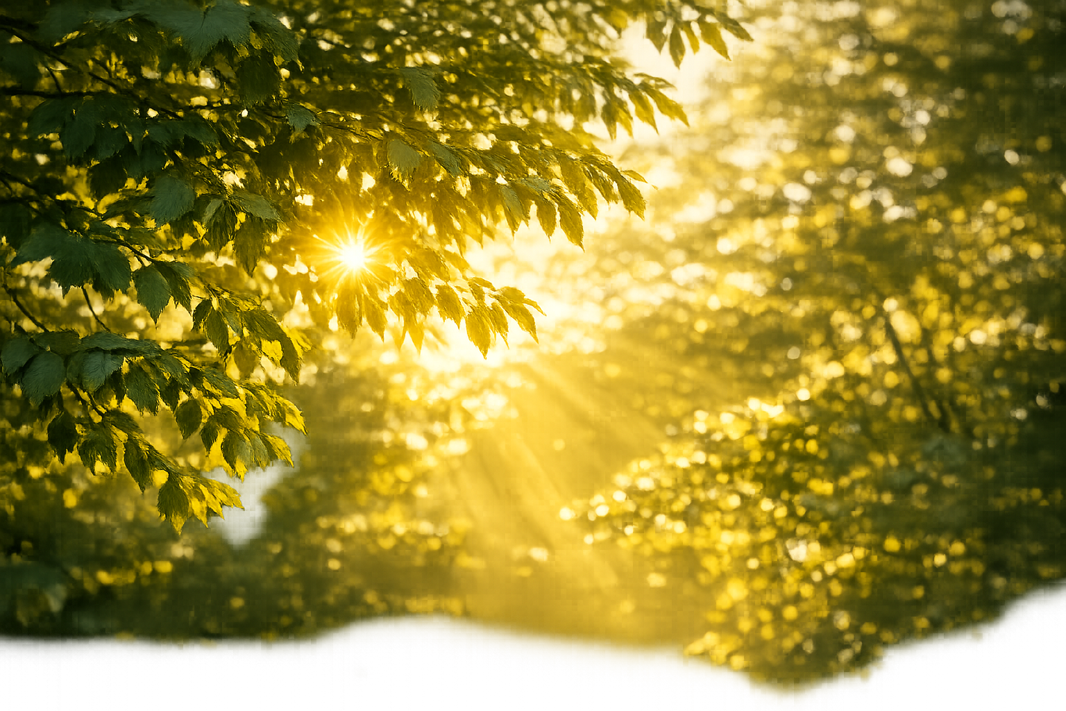 Sunlight breaking through a canopy of leaves